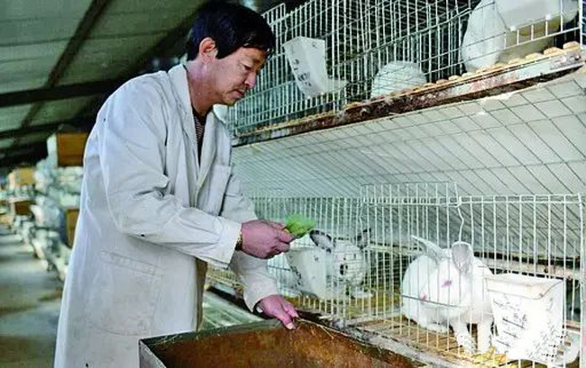 【美丽乡村】农户变身兔子王